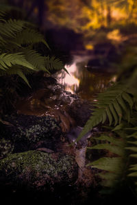Close-up of plants in water at night
