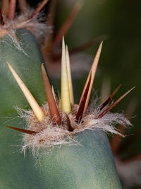 Close-up of succulent plant