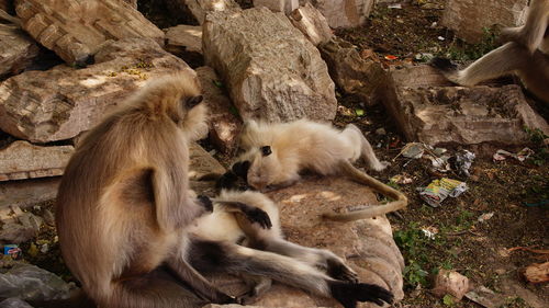 Mother and baby monkeys