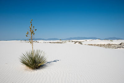 Plant growing in desert against clear blue sky