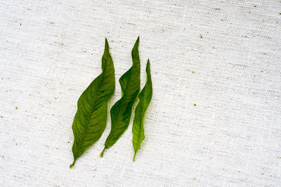 Close-up of leaf on plant