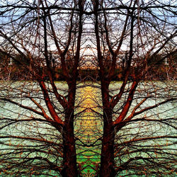 Low angle view of bare trees against sky