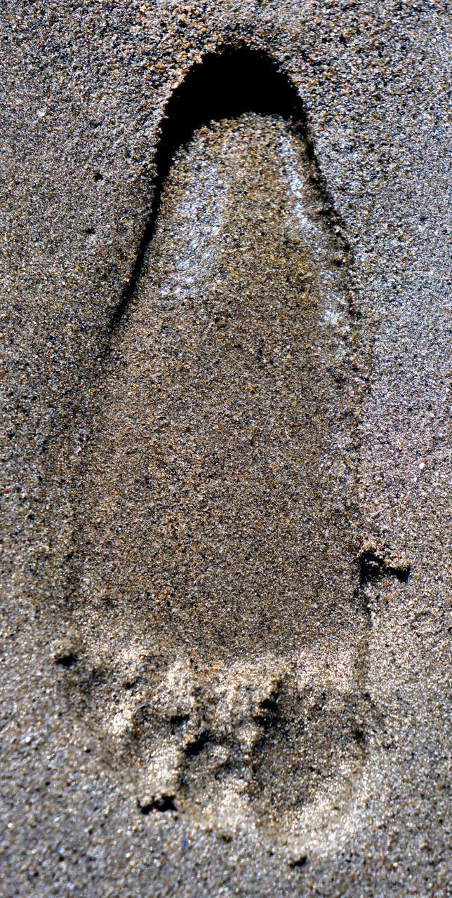 HIGH ANGLE VIEW OF AN ANIMAL