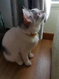 Close-up of cat sitting on table at home