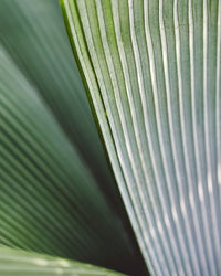 Full frame shot of palm leaves