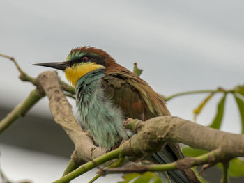 Low angle view of bird perching on branch