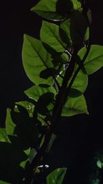 Close-up of fresh green leaves at night