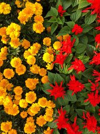 High angle view of marigold blooming outdoors