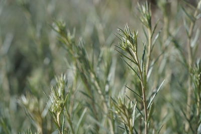 Close-up of stalks in field