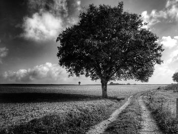Pathway by tree on grassy field against cloudy sky