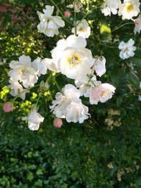 Close-up of white flowers blooming on tree