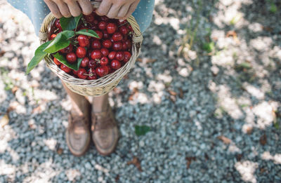 High angle view of hand holding cherries in basket