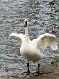 White swan in lake