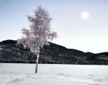 Tree on snow covered field against sky