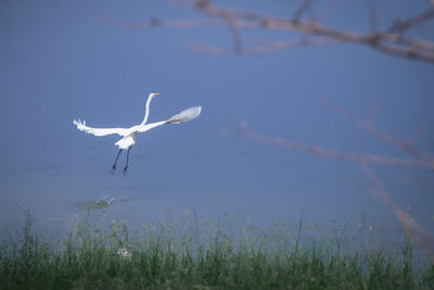 Bird flying over lake against sky