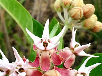 Close-up of flowers