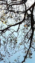 Low angle view of bare trees against sky