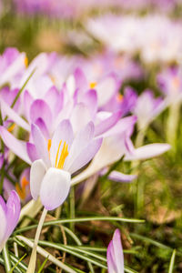 Close-up of purple crocus flowers on field