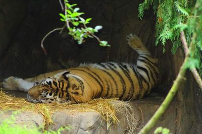 Cat resting in a zoo