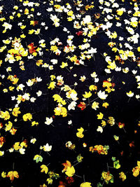 Yellow flowers on black background