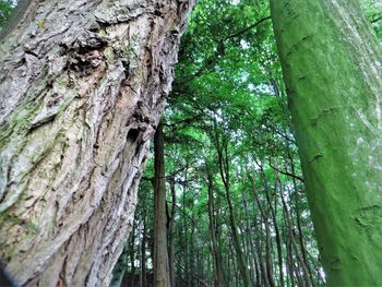 Low angle view of bamboo trees in forest