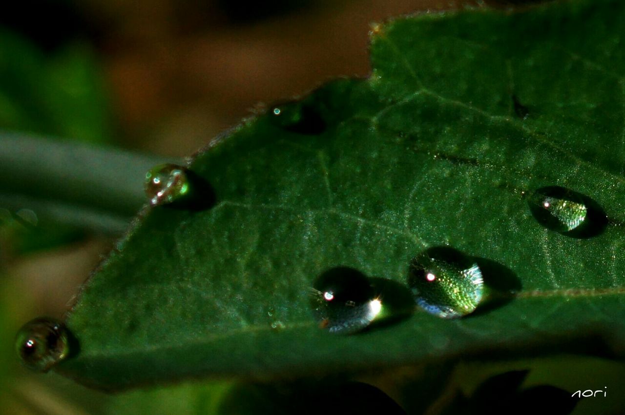 green color, leaf, close-up, selective focus, nature, focus on foreground, animal themes, insect, animals in the wild, drop, wet, plant, wildlife, water, leaf vein, green, growth, beauty in nature, day, outdoors