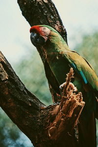 Low angle view of bird perching on tree