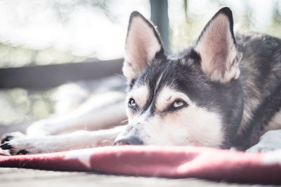 Close-up of a dog resting