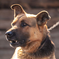 Close-up of dog looking away