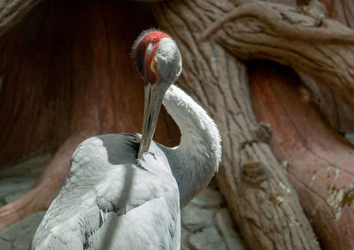 Close-up of bird perching on wood