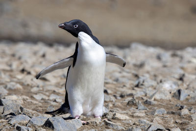 Close-up of adélie pengin in the sun with spread wings at antarctic peninsula