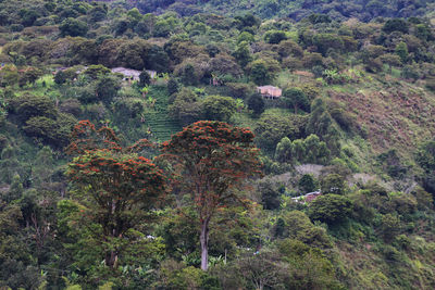 High angle view of trees in forest