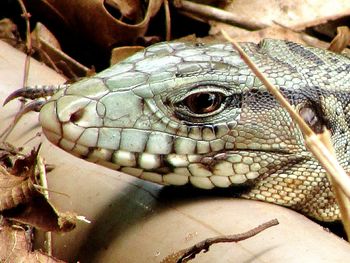 Close-up of lizard on wood