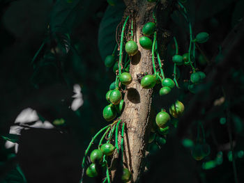 Close-up of green plant