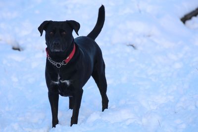 Portrait of black dog in snow