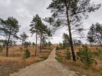 Dirt road amidst trees against sky