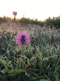 Close-up of purple flower blooming on field