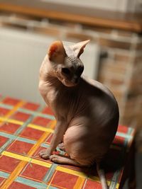 Cat sitting on floor at home