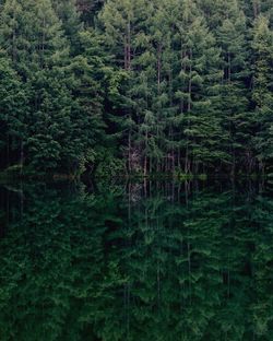 Pine trees in forest