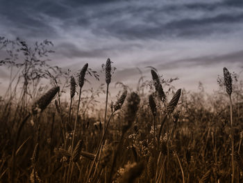 Close-up of grasses in field against cloudy sky