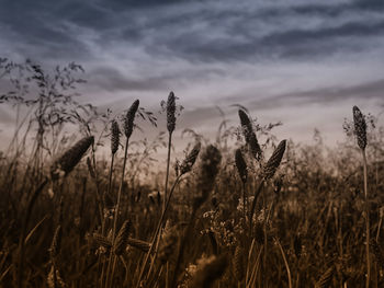 Close-up of stalks in field against cloudy sky