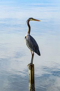 High angle view of gray heron perching on wooden post in lake