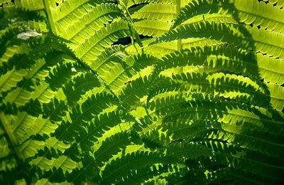 Close-up of fern leaves