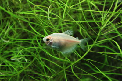 Fish swimming by water plant