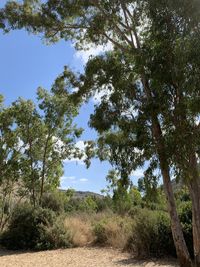 Trees growing on field against sky