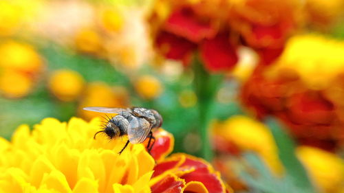 Close-up of insect on yellow flower