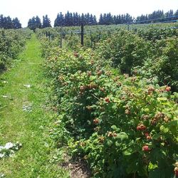 Plants growing on field