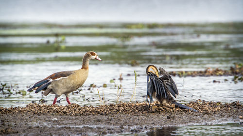 Birds perching on a lake