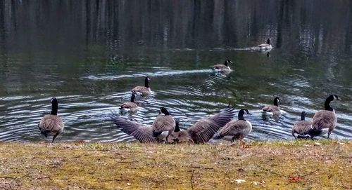 Flock of birds on lake