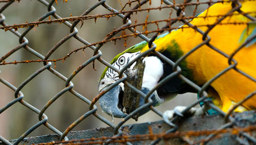 Closeup blue green and gold macaw bird, portrait colorful macaw parrot, ara ararauna 